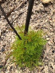 Petrophile canescens