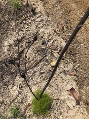 Petrophile canescens