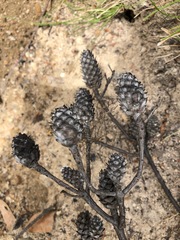 Petrophile canescens
