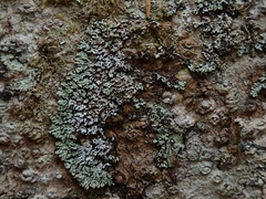 Menegazzia nothofagi