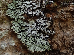 Menegazzia nothofagi