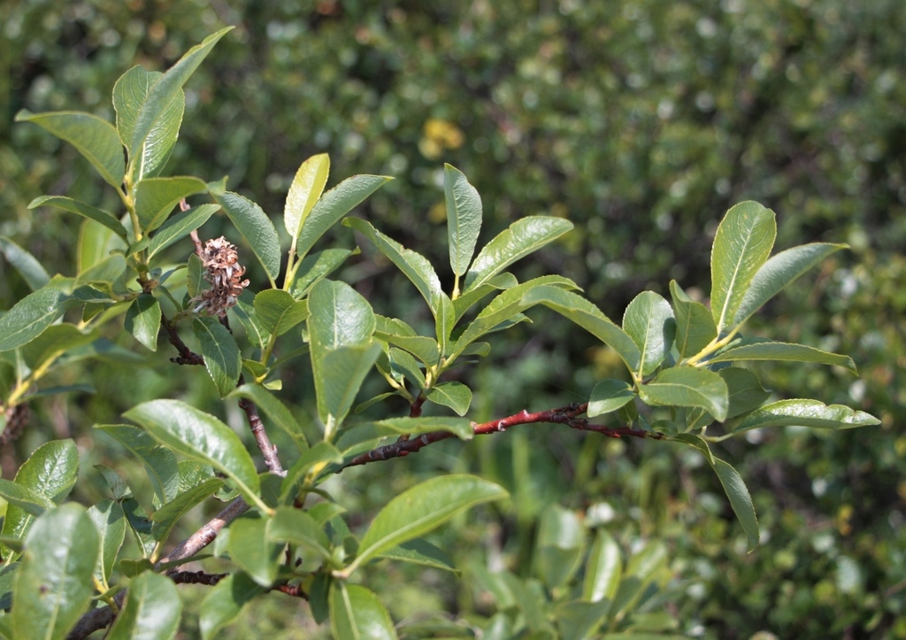 Salix uralicola