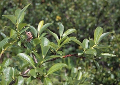 Salix uralicola