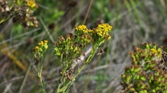 Senecio lanceus