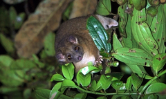 Pygmy Ringtail photo 1