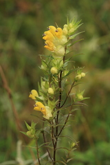 Rhinanthus apterus
