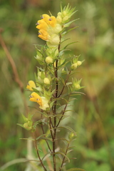 Rhinanthus apterus