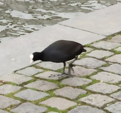 Fulica atra