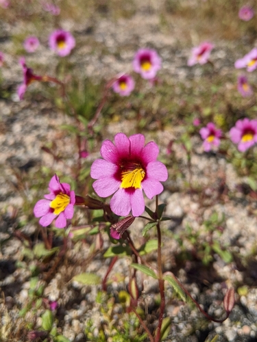 Red Rock Canyon monkeyflower (Erythranthe rhodopetra)