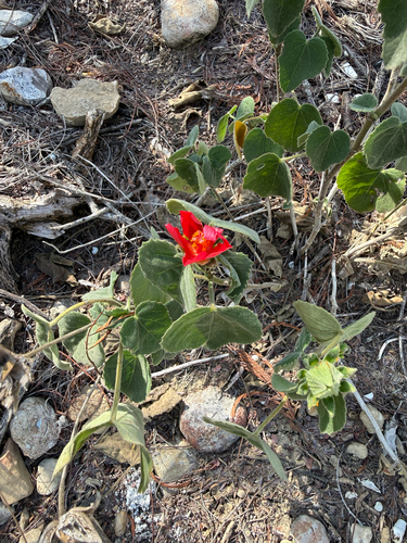 Heartleaf Rosemallow (Hibiscus martianus)