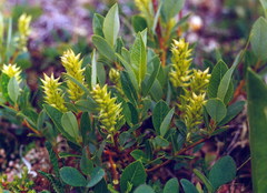 Salix arbuscula