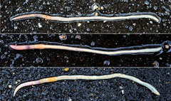 Aporrectodea caliginosa