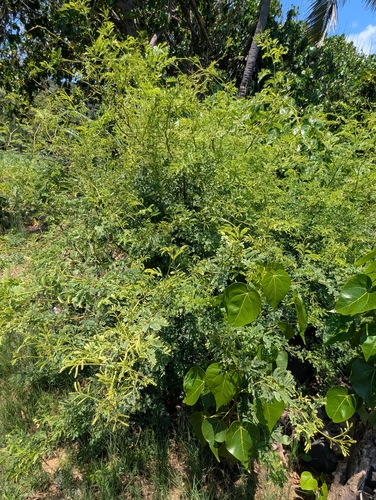kiawe (Neltuma pallida)