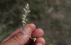 Melica racemosa