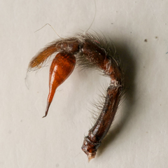 Segestria florentina