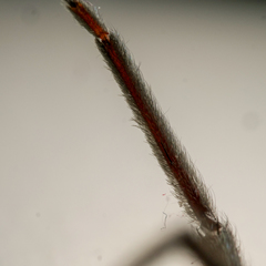 Segestria florentina