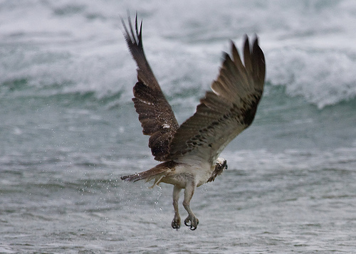 Osprey, Around the world Osprey are also known as fish hawk…