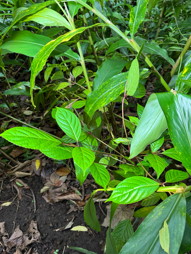 Bischofia javanica, 2026-03-31