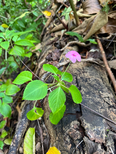 Impatiens walleriana observed 2026-03-31