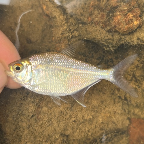Tetra (Jupiaba polylepis) — Characidae — 4