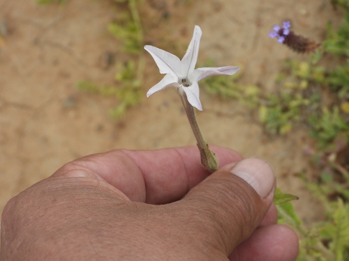 Nicotiana alata