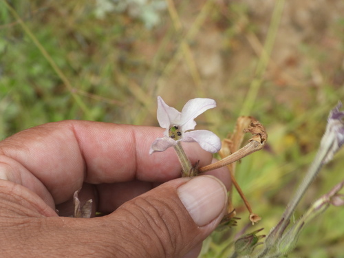 Nicotiana alata