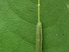 Lepidoptera