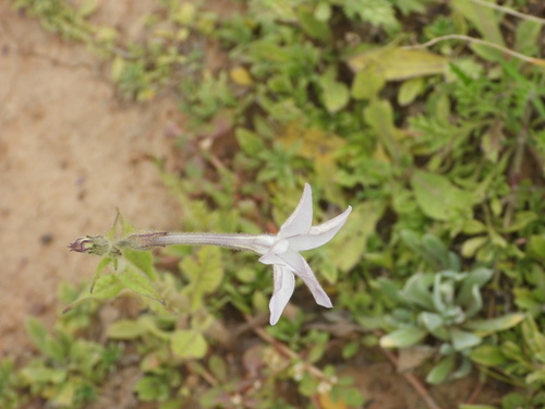 Nicotiana alata