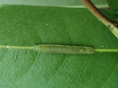 Lepidoptera