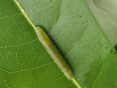 Lepidoptera