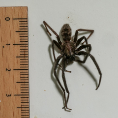 Segestria florentina