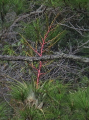 Tillandsia cucaensis