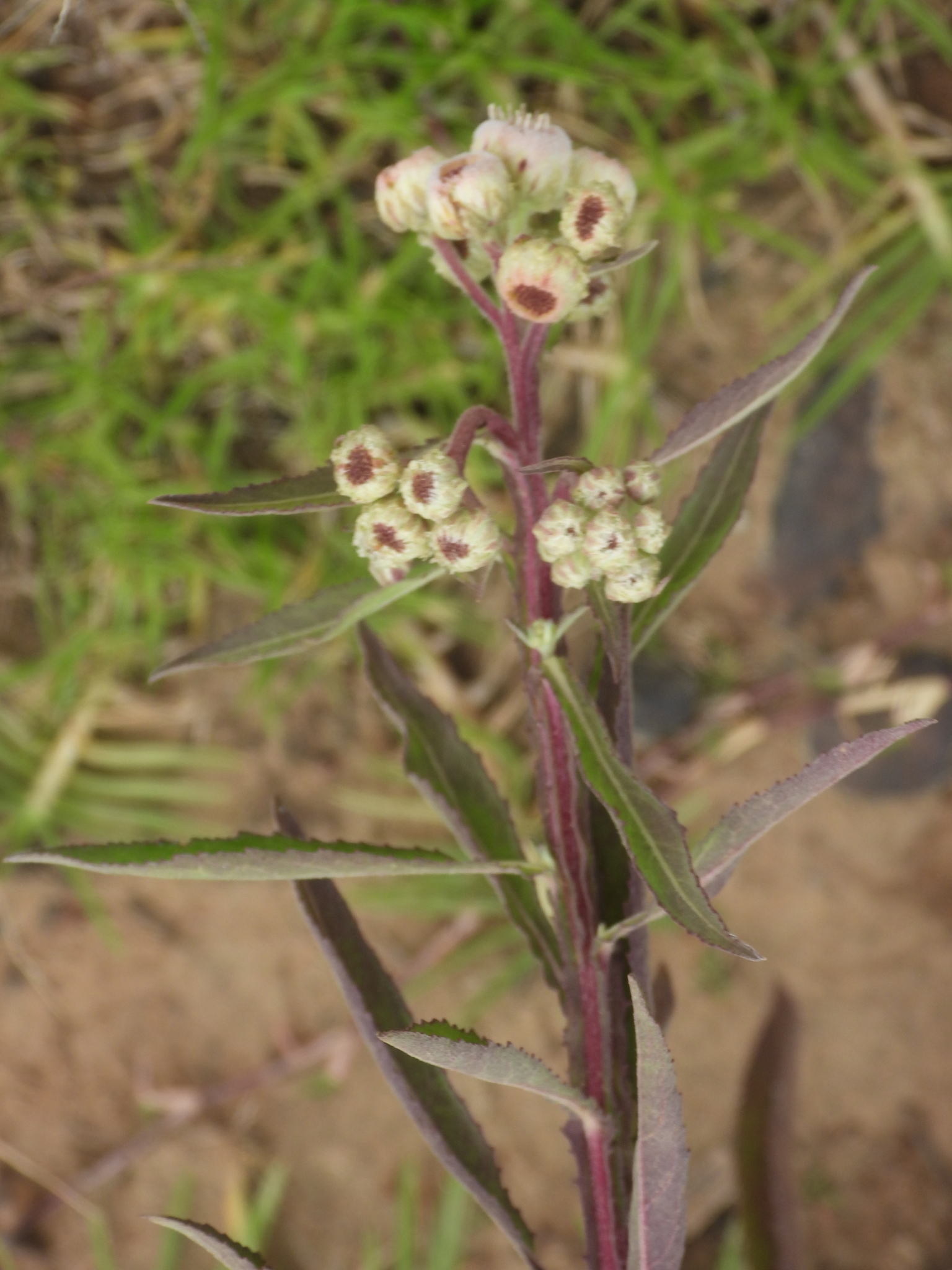 Pluchea Sagittalis (Pluchea sagittalis)