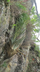 Tillandsia cucaensis