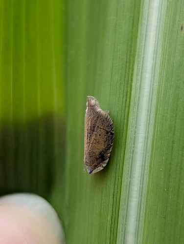Lophops saccharicida, 2026-04-01