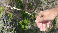 Melica racemosa