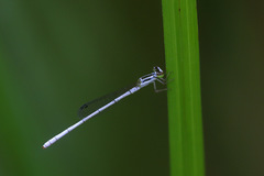 Agriocnemis argentea