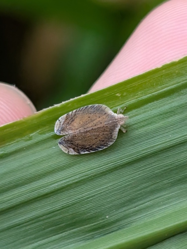 Lophops saccharicida, 2026-04-01
