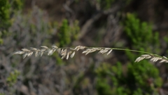 Melica racemosa