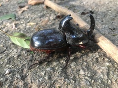 Trichogomphus martabani