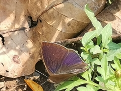 Amblypodia anita