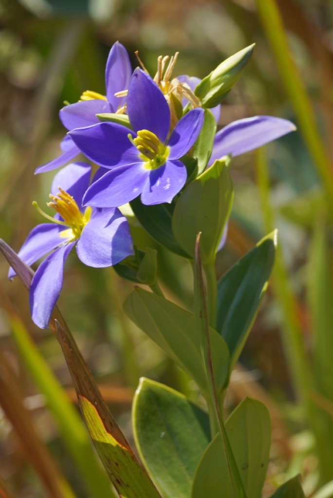 Exacum anamallayanum