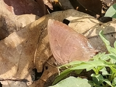 Amblypodia anita
