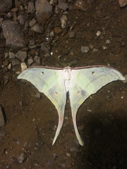 Actias