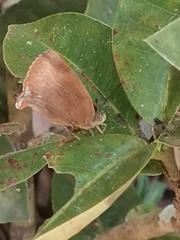 Amblypodia anita