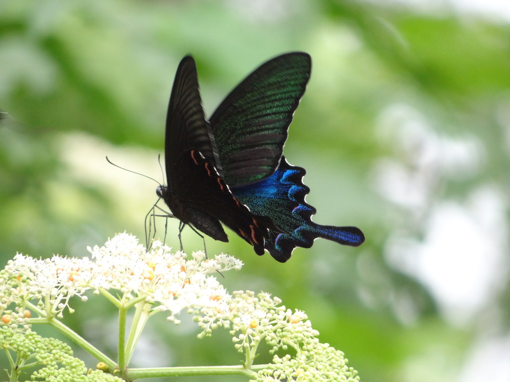 Chinese Peacock Swallowtail