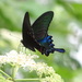Papilio bianor thrasymedes - Photo (c) 呂一起(Lu i-chi), alguns direitos reservados (CC BY), uploaded by 呂一起(Lu i-chi)