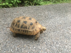 Indotestudo elongata