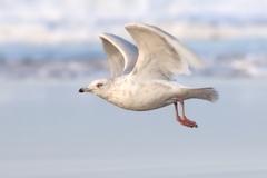Larus glaucoides glaucoides