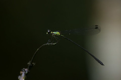 Lestoidea brevicauda
